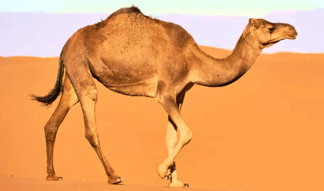 Camellos: Los Secretos de la Supervivencia del Barco del Desierto en un Mundo en Cambio