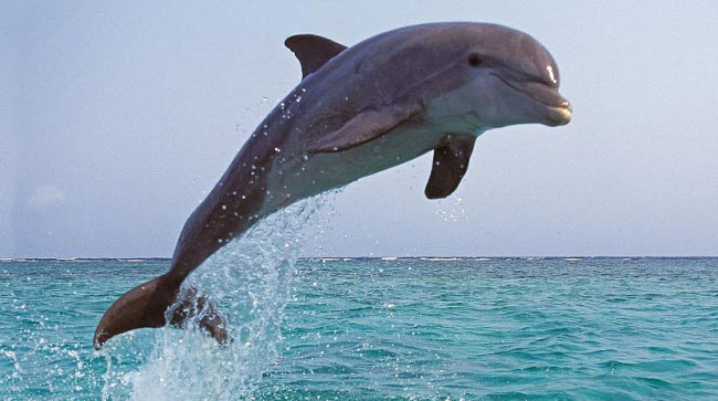 Delfines: Los Maestros Inteligentes del Mar y Compañeros Juguetones de los Humanos