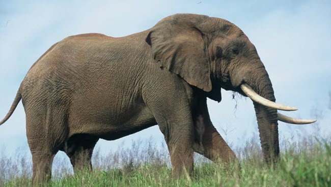 Elefantes: Gigantes de los Bosques y Sabana – Explorando la Vida de Estas Majestuosas Criaturas