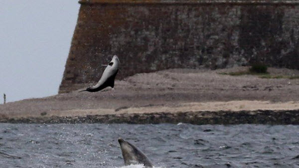 Secretos Oscuros de los Delfines: Lo Que No Sabes Sobre Estas Criaturas Inteligentes