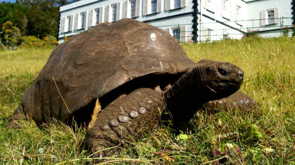 Un Legado Atemporal: Cómo la Tortuga Jonathan se Convirtió en un Símbolo Vivo de la Historia Global