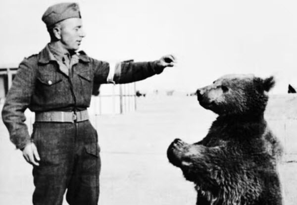 Wojtek: El oso soldado que luchó en la Segunda Guerra Mundial e inspiró al mundo