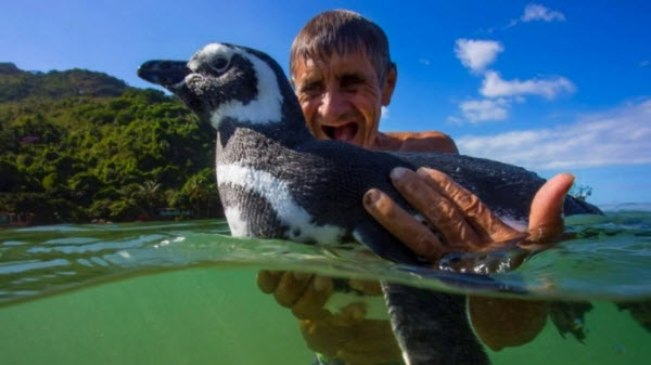 El Vínculo Asombroso: Cómo Dindim el Pingüino Demuestra Que las Conexiones Entre Humanos y Animales Pueden Durar a Través de Continentes