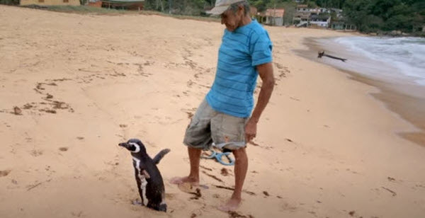 El Vínculo Asombroso: Cómo Dindim el Pingüino Demuestra Que las Conexiones Entre Humanos y Animales Pueden Durar a Través de Continentes