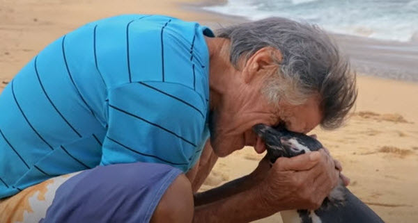 El Vínculo Asombroso: Cómo Dindim el Pingüino Demuestra Que las Conexiones Entre Humanos y Animales Pueden Durar a Través de Continentes