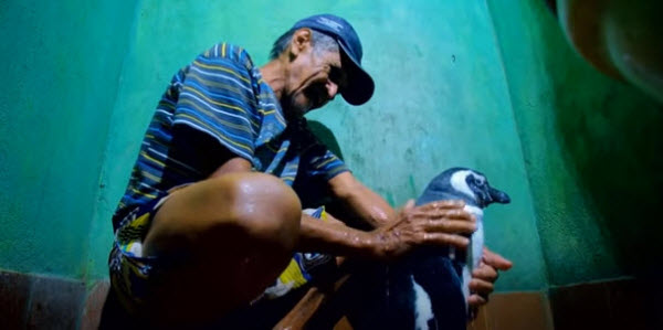 El Vínculo Asombroso: Cómo Dindim el Pingüino Demuestra Que las Conexiones Entre Humanos y Animales Pueden Durar a Través de Continentes