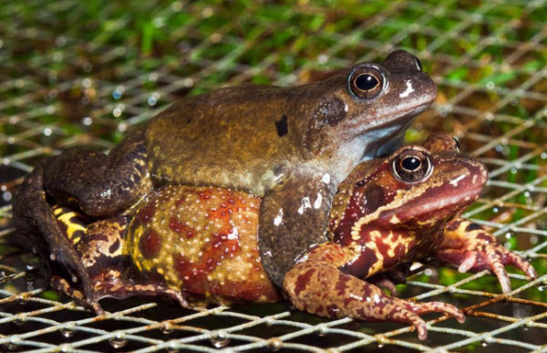 Secretos de la Transformación Sexual en el Mundo Animal: Cómo la Naturaleza Desafía las Etiquetas de Género Tradicionales