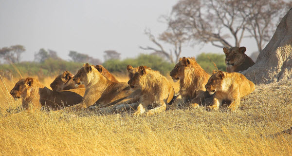 La Majestad de los Leones: Secretos y Vida de los Reyes de la Selva