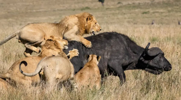 La Majestad de los Leones: Secretos y Vida de los Reyes de la Selva