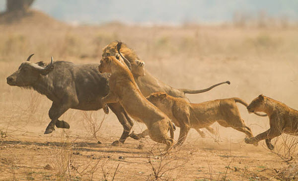 La Majestad de los Leones: Secretos y Vida de los Reyes de la Selva