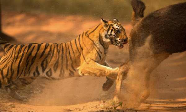 Los Tigres: Los Secretos No Contados de los Depredadores Más Grandes de la Naturaleza