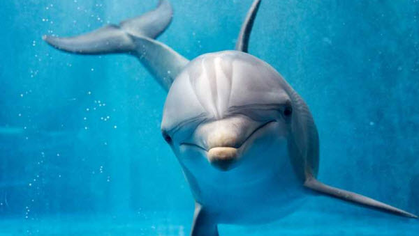 Delfines: Los Maestros Inteligentes del Mar y Compañeros Juguetones de los Humanos