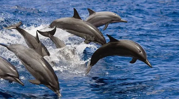 Delfines: Los Maestros Inteligentes del Mar y Compañeros Juguetones de los Humanos