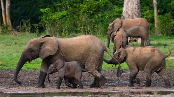 Elefantes: Gigantes de los Bosques y Sabana – Explorando la Vida de Estas Majestuosas Criaturas