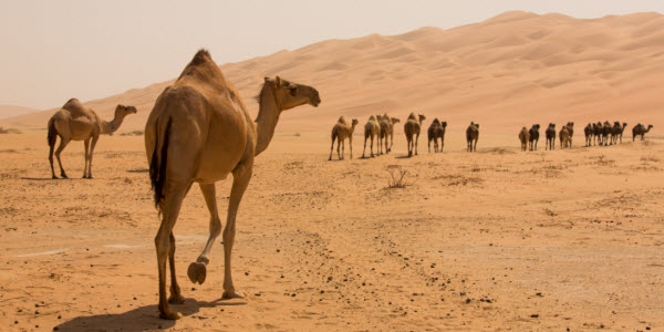 Camellos: Los Secretos de la Supervivencia del Barco del Desierto en un Mundo en Cambio