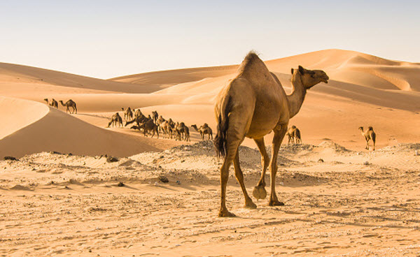 Camellos: Los Secretos de la Supervivencia del Barco del Desierto en un Mundo en Cambio