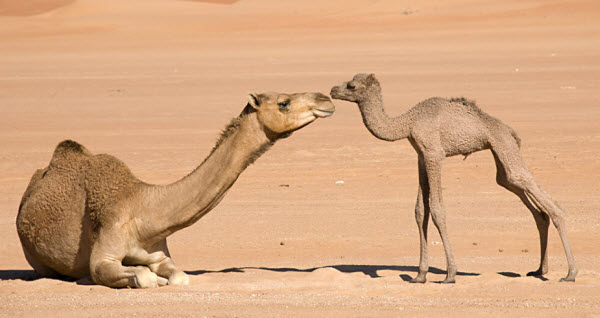 Camellos: Los Secretos de la Supervivencia del Barco del Desierto en un Mundo en Cambio