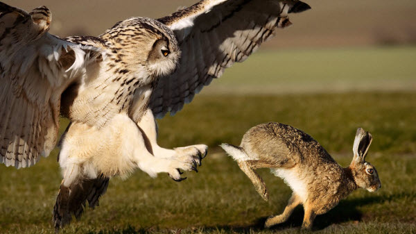 Búhos: Secretos de los Cazadores Nocturnos y sus Habilidades Únicas