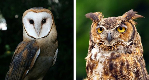 Búhos: Secretos de los Cazadores Nocturnos y sus Habilidades Únicas