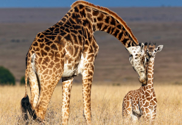 Viaje al Mundo de las Jirafas: Secretos de la Criatura Más Alta en la Naturaleza