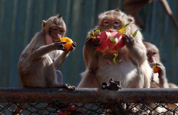 El Festival del Buffet para Monos: Una Celebración Tailandesa Única de Monos y Turismo