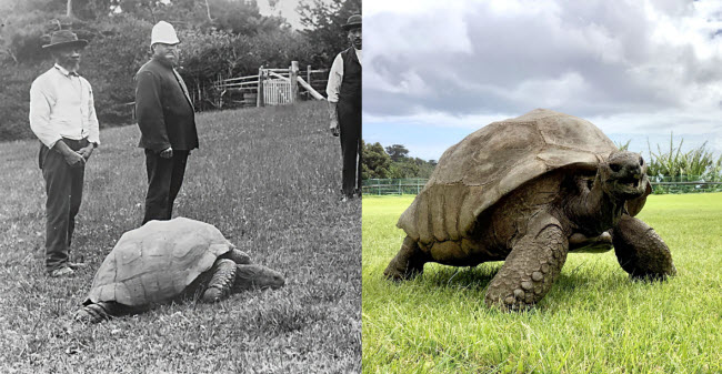 Un Legado Atemporal: Cómo la Tortuga Jonathan se Convirtió en un Símbolo Vivo de la Historia Global