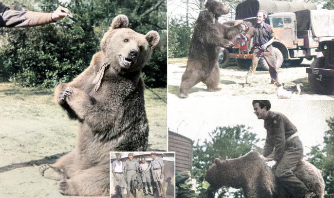 Wojtek: El oso soldado que luchó en la Segunda Guerra Mundial e inspiró al mundo