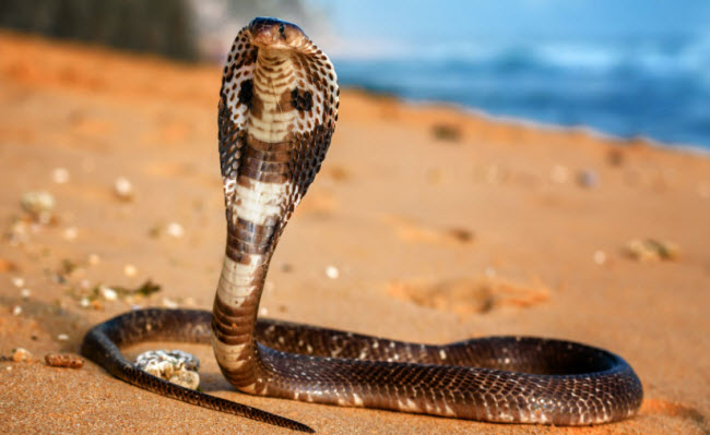 La Cobra: Una Visión General