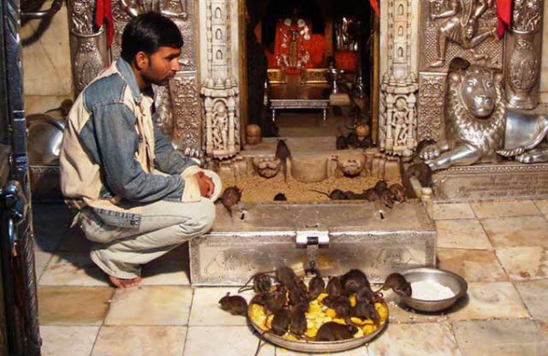 El Templo Sagrado de las Ratas en la India: Revelando los Misterios y Tradiciones de Karni Mata