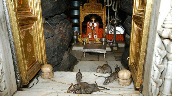 El Templo Sagrado de las Ratas en la India: Revelando los Misterios y Tradiciones de Karni Mata