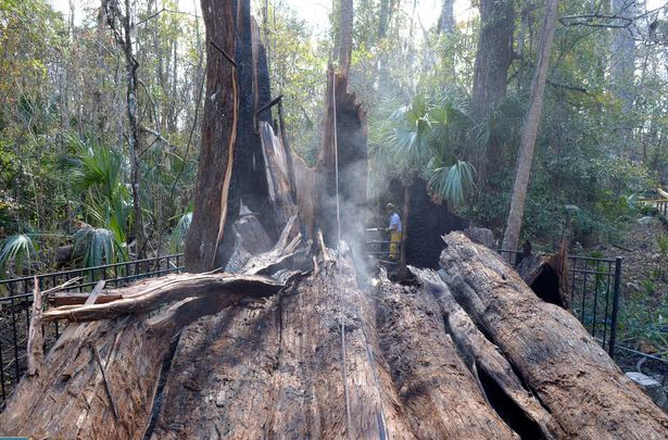 El Árbol Histórico Consumido por el Fuego: La Mujer Americana que Involuntariamente Destruyó un Gigante de 3.500 Años