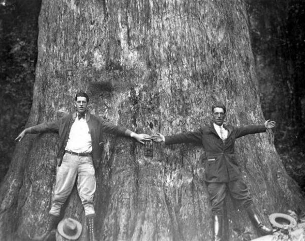 El Árbol Histórico Consumido por el Fuego: La Mujer Americana que Involuntariamente Destruyó un Gigante de 3.500 Años