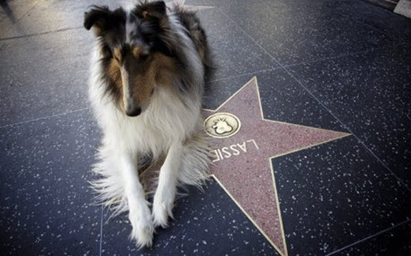 El Legado de Lassie: Cómo el Querido Collie Conquistó las Audiencias y se Convirtió en un Ícono Cultural