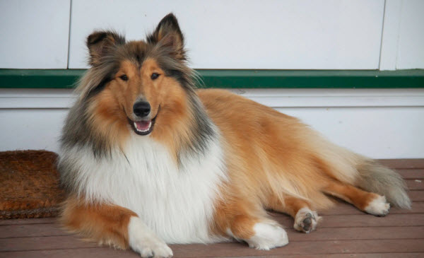 El Legado de Lassie: Cómo el Querido Collie Conquistó las Audiencias y se Convirtió en un Ícono Cultural