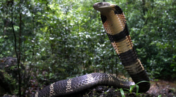 La Cobra: Una Visión General