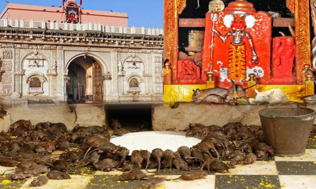 El Templo Sagrado de las Ratas en la India: Revelando los Misterios y Tradiciones de Karni Mata