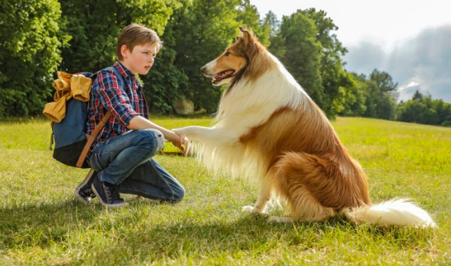 El Legado de Lassie: Cómo el Querido Collie Conquistó las Audiencias y se Convirtió en un Ícono Cultural