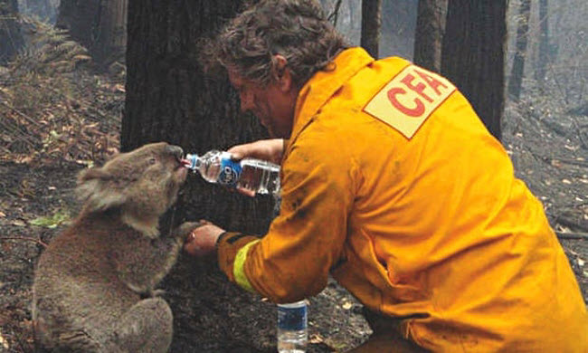 Cómo una Foto Conmovedora de Sam el Koala Trajo Esperanza en Medio de la Crisis de Incendios en Australia