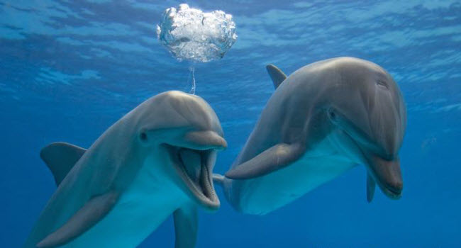 Les Secrets Sombres des Dauphins : Ce Que Vous Ne Savez Pas sur Ces Créatures Intelligentes