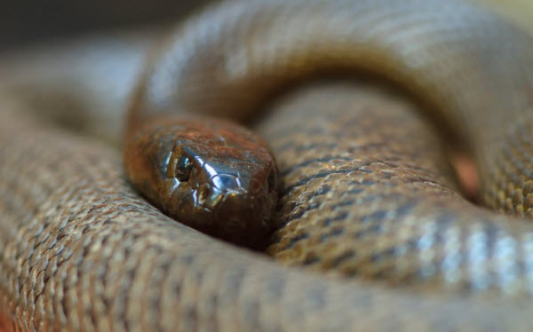 Les 10 Serpents les Plus Dangereux au Monde : Serpents Vénéneux et Mortels à Connaître