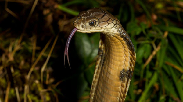 Les 10 Serpents les Plus Dangereux au Monde : Serpents Vénéneux et Mortels à Connaître