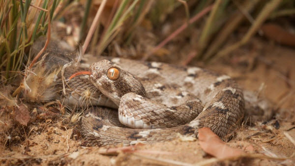 Les 10 Serpents les Plus Dangereux au Monde : Serpents Vénéneux et Mortels à Connaître