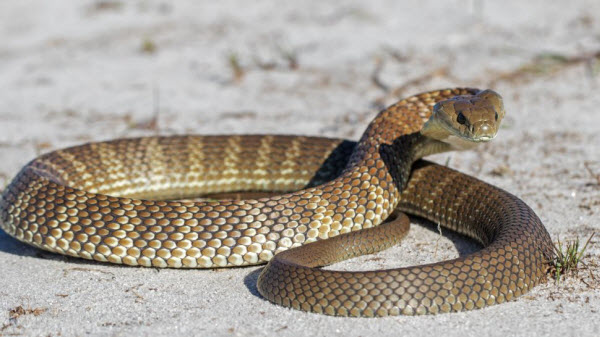 Les 10 Serpents les Plus Dangereux au Monde : Serpents Vénéneux et Mortels à Connaître