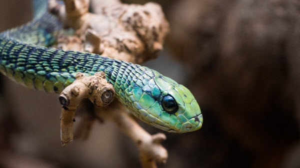 Les 10 Serpents les Plus Dangereux au Monde : Serpents Vénéneux et Mortels à Connaître