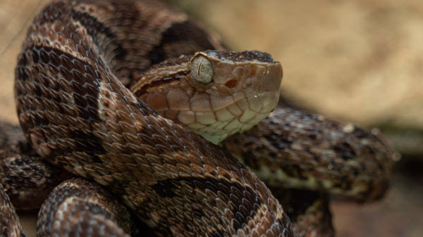 Les 10 Serpents les Plus Dangereux au Monde : Serpents Vénéneux et Mortels à Connaître