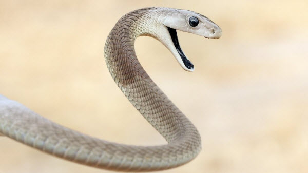 Les 10 Serpents les Plus Dangereux au Monde : Serpents Vénéneux et Mortels à Connaître