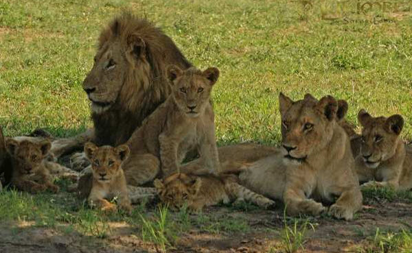 La Majesté des Lions : Secrets et Vie des Rois de la Jungle