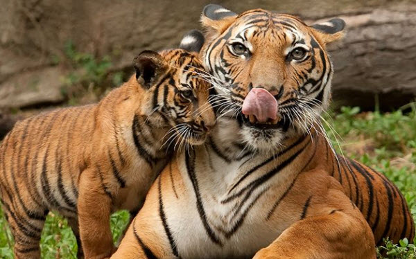 Les Tigres : Les Secrets Inédits des Plus Grands Prédateurs Sauvages