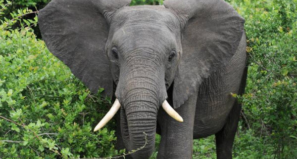 Éléphants : Géants des Forêts et des Savanes – Exploration de la Vie de Ces Créatures Majestueuses