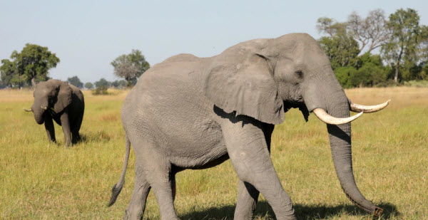 Éléphants : Géants des Forêts et des Savanes – Exploration de la Vie de Ces Créatures Majestueuses